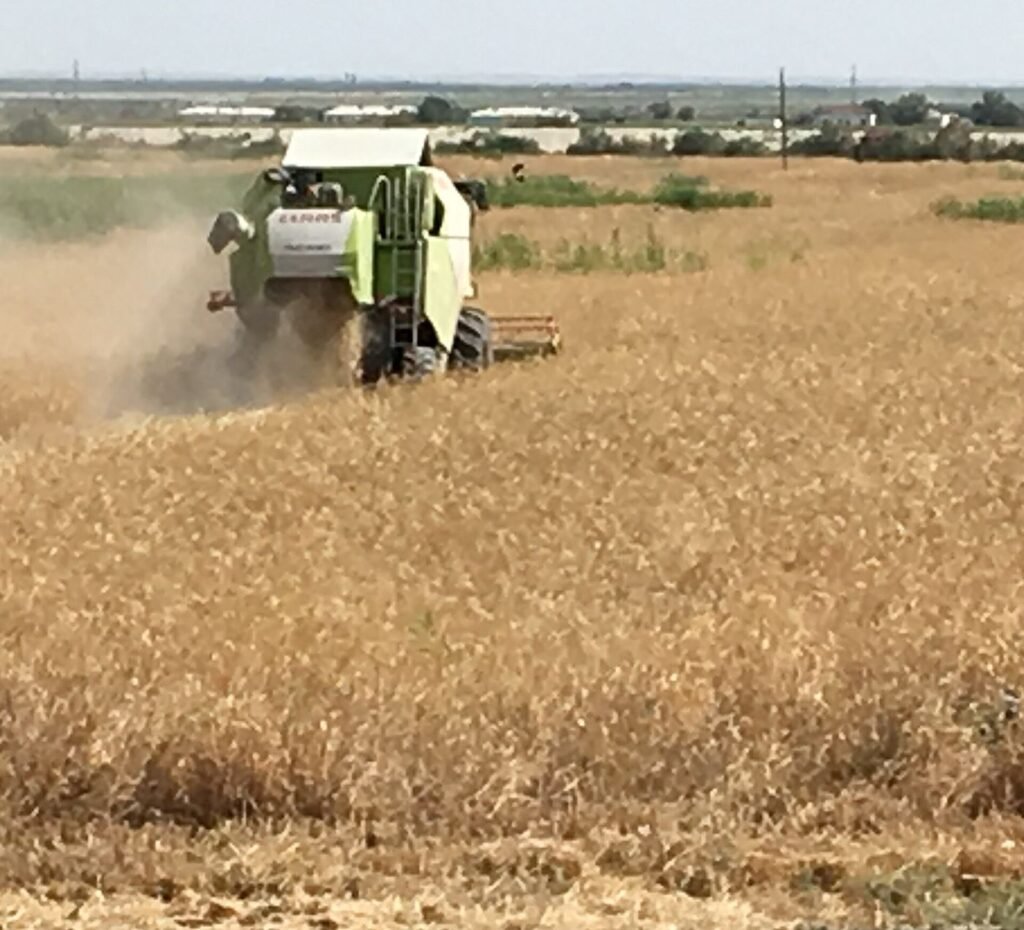 Wheat Markets Recalibrate as Trade Routes Shift Again A wheat field ready for harvest